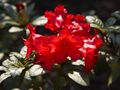 Rhododendron Bengal Różanecznik